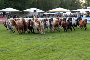 Die Shetlandponyherde von Gisbert Koch. Fotos: Jutta Wego